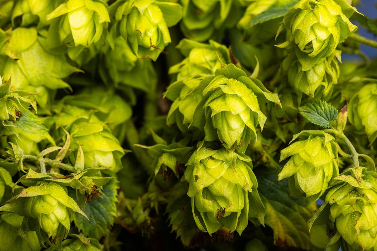 Houblon québécois