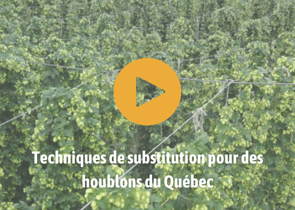 Techniques de substitution pour des houblons du Québec