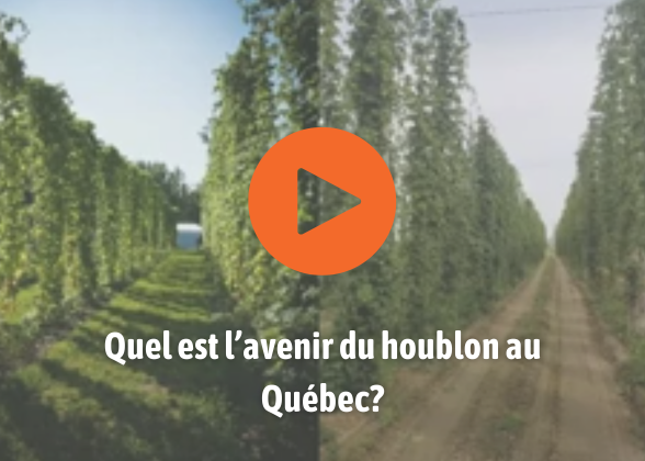 Quel est l’avenir du houblon au Québec?